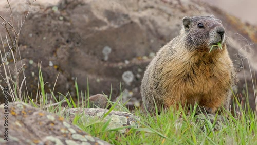 Yellow-bellied Marmot (Marmota flaviventris) with a mouthful of grass surveying his territory amongst boulders in Eastern Washington state photo