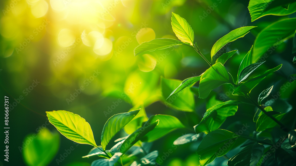 Obraz premium Sunlit Fresh Green Leaves in Nature. Vibrant green leaves bathed in sunlight, highlighting their freshness and natural beauty in a peaceful setting.