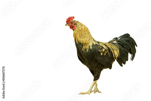 Rooster on PNG background (ID: 806667578)