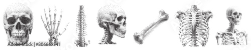 set of Stippled effect human skull , bone hand rib. design elements Vector textured illustration. Skull with halftone stipple effect