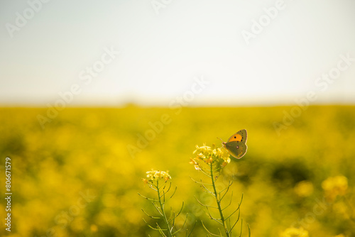 Spain, Catalonia, Lerida, Butterfly perching on yellow mustard flower photo