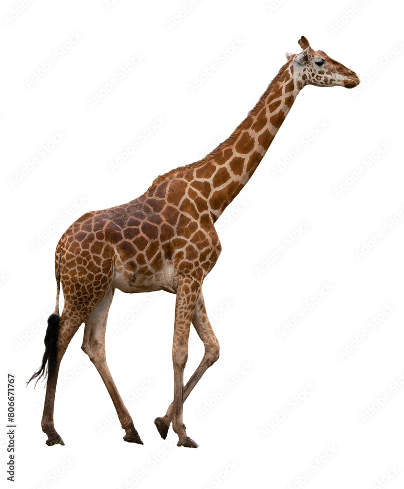 Wildlife at Dubbo Zoo NSW Australia