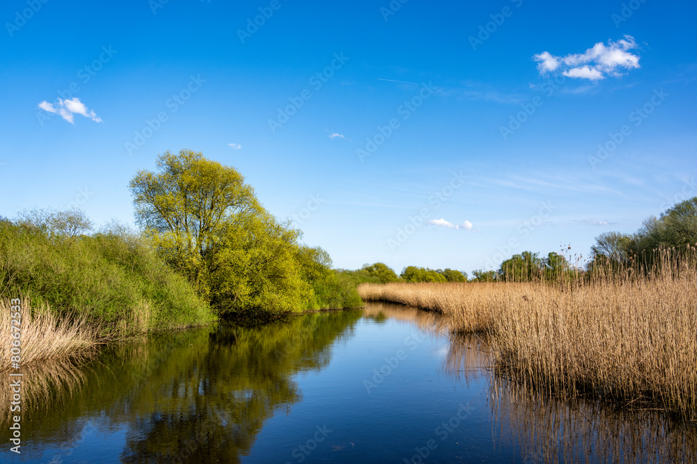 Germany, Tall reeds growing along Elbe river in spring Germany, Tall reeds growing along Elbe river in spring