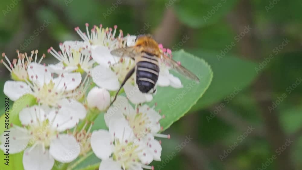 bee is working on the flower bee is working on the flower