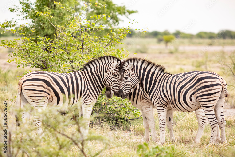 Namibia, Three zebras (EquusQuagga) touching with heads Namibia, Three zebras (EquusQuagga) touching with heads