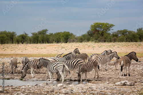 Namibia,Herd of zebra(EquusQuagga)at waterhole photo