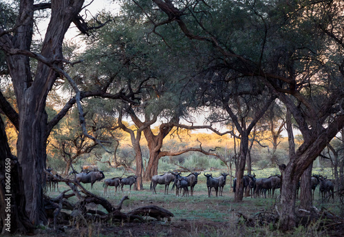 Namibia, Erongo, Herd of wildebeest (Connochaetes Gnou) in savannah photo
