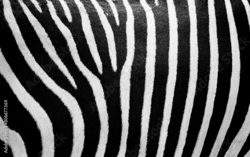 Black and white stripes of mountain zebra (Equus Zebra) photo