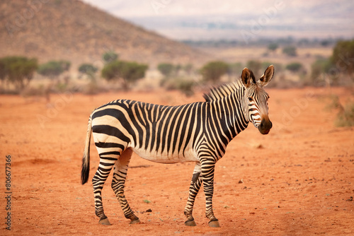 Namibia,Portrait of mountain zebra (Equus Zebra) standing in desert photo