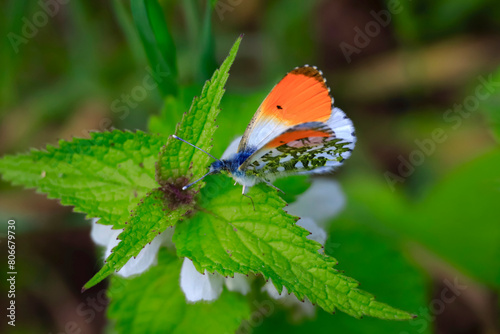 Orange tip butterfly (Anthocharis cardamines) perching on green plant photo