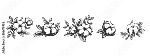 hand drawn ink cotton plant set. Vector Engraving with cotton flowers for packaging design, background, texture, wrapper pattern, frame or border. Monochrome black and white illustration isolated on