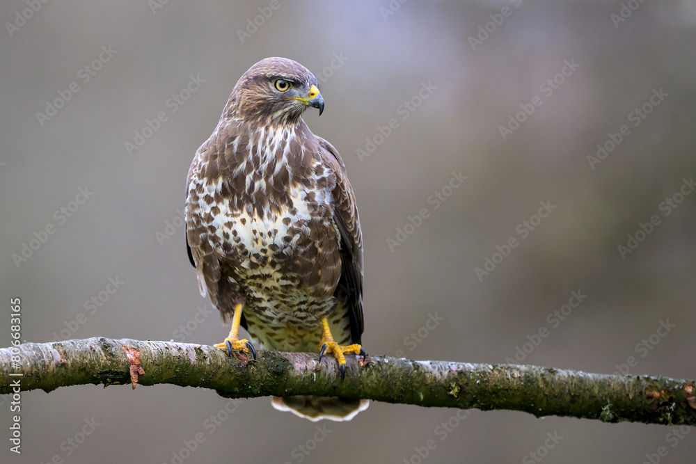 Portrait of Eurasian buzzard (Buteo buteo) perching on tree branch