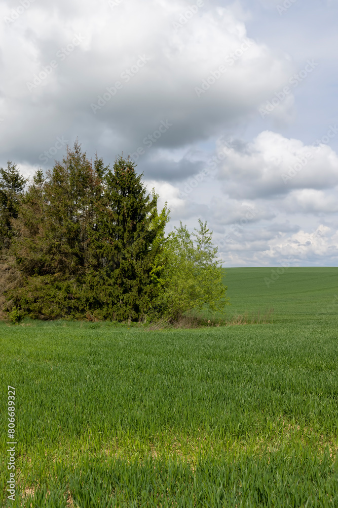 green wheat grass in the spring in the field green wheat grass in the spring in the field