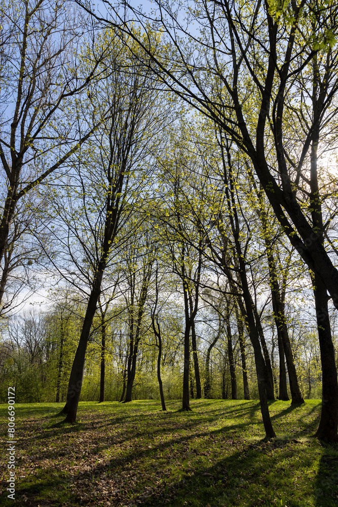 beautiful new maple foliage in sunny weather beautiful new maple foliage in sunny weather