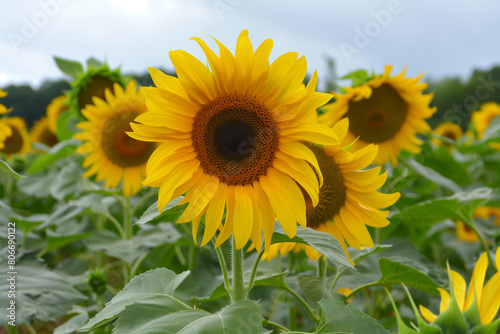 sunflowers in the field