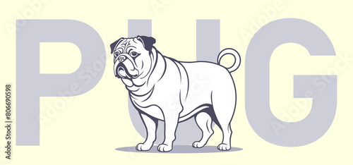 Vector adult serious brutal respectable standing white graphic dog of the Pug breed. Cute black and white purebred doggy. Fauna poster with pet.