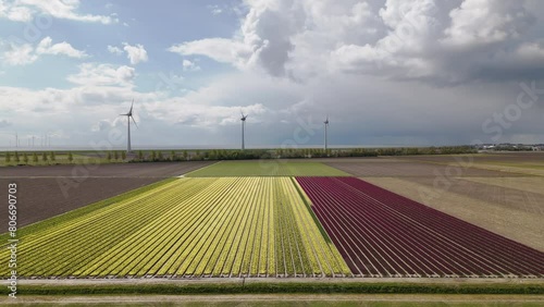 Blossoming bulb fields and windfarms in the Noordoostpolder photo