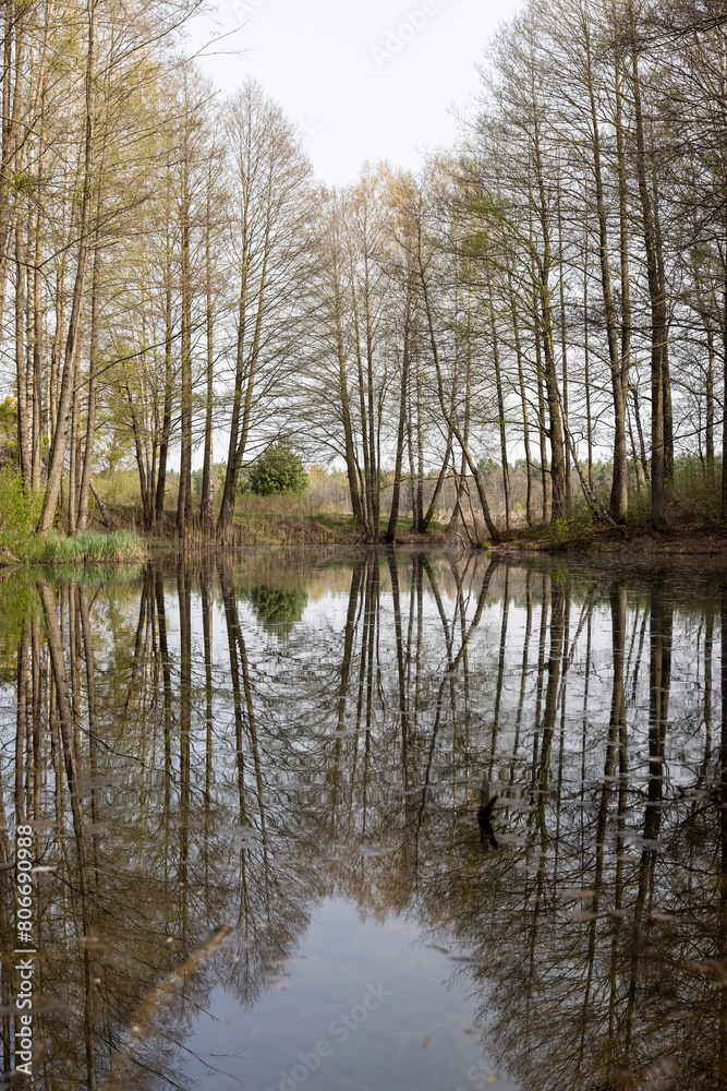 Obraz premium trees and other plants on the territory of a small swamp