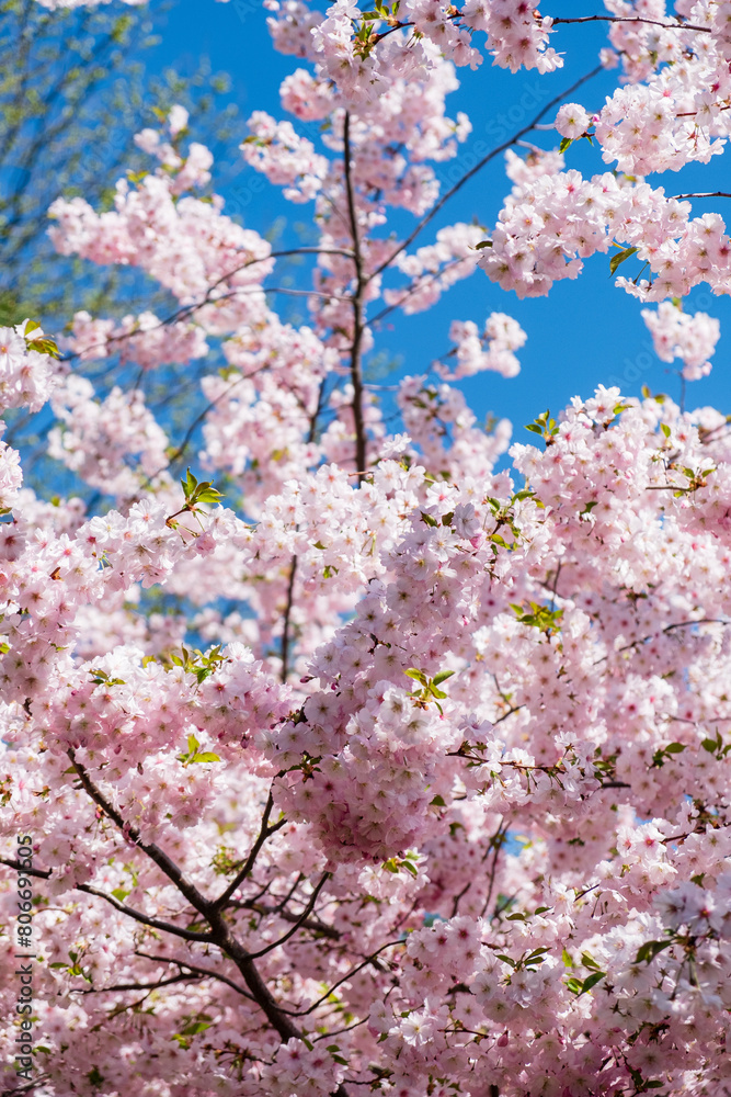 Fototapeta premium cherry blossom over blue sky
