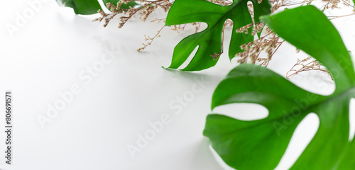 green leaves and dry flower on white top table and copy space to put product or add text banner, product presentation concept