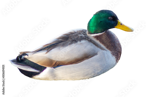 Isolated duck on white background