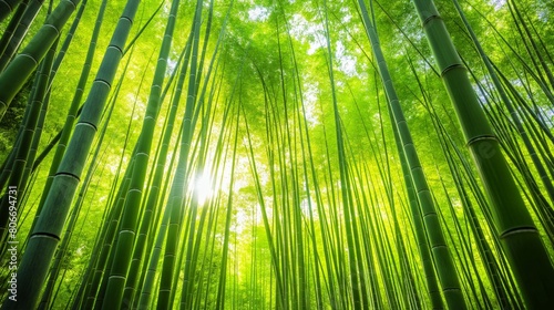 Tranquil and serene bamboo grove with tall. Slender stalks and lush vegetation. Bathed in sunlight through the trees