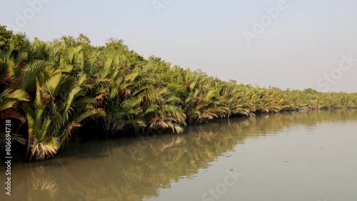 Mangrove Palm (Nypa fruticans) of sundarbans.this HD video was taken from Sundarbans National Park,Bangladesh.