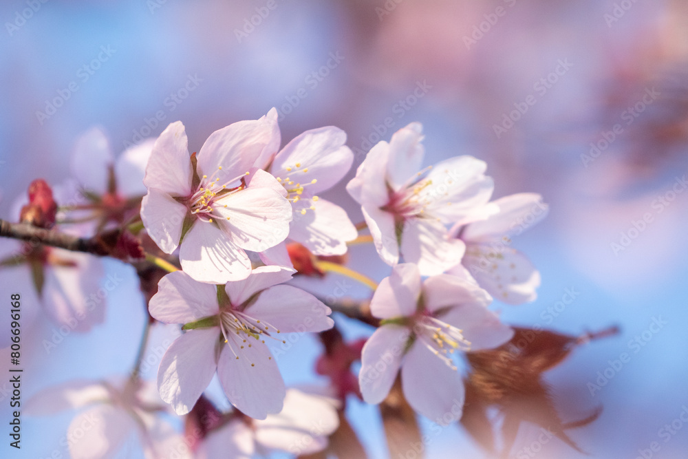 Cherry plum, Prunus cerasifera blooming in pinkish blooms during spring in Estonian nature