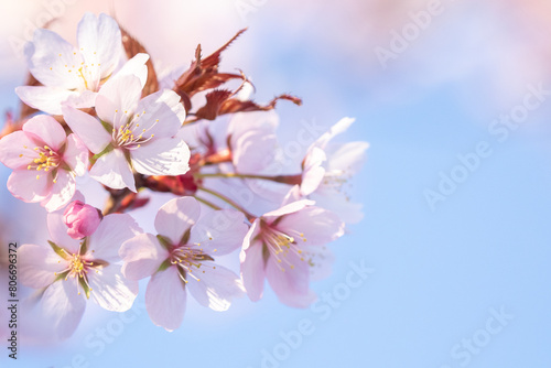 Cherry plum  Prunus cerasifera blooming in pinkish blooms during spring in Estonian nature