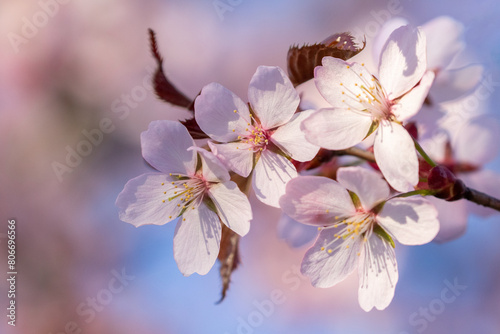 Cherry plum, Prunus cerasifera blooming in pinkish blooms during spring in Estonian nature