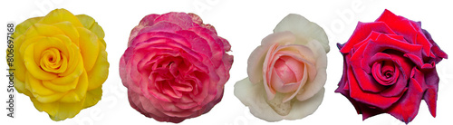 Isolated collection of pink roses flowers on white background