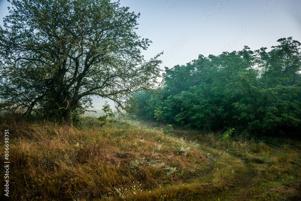 Fog in early morning at summer . Green field and forest , early sunrise without sun . Fogge blue houre . Beautiful trees on field . Summer landscapes . Hunting road in the field 