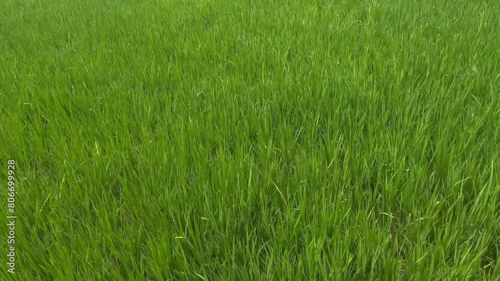 Wide coverage of a green grass Wide coverage of a green grass