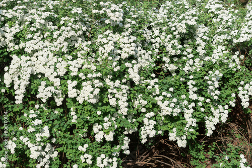 Spirea, meadowsweet white flowering shrub