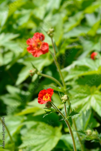 Avens Scarlet Tempest flowers