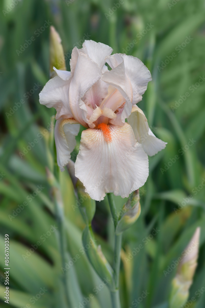 Fototapeta premium Tall bearded iris Cloudcap flower