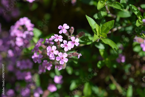 Wallpaper Mural Rock soapwort flowers Torontodigital.ca