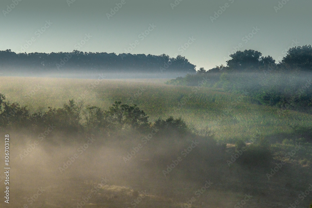 Fog over the field at summer . Green forest and lights of sun at the morning . Foggy morning over the woods and forest . Green trees and grass