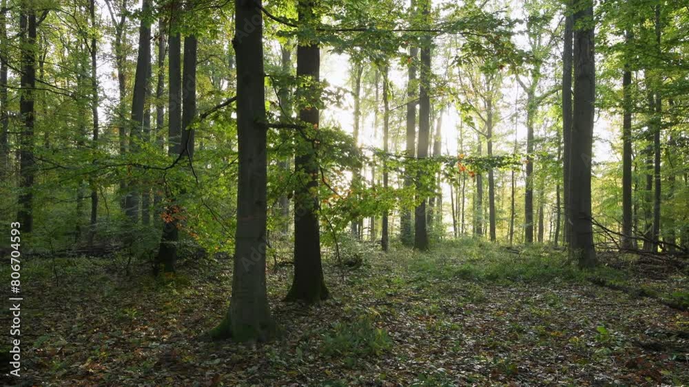 Golden sunbeams illuminate the autumn forest in Franconia, Bavaria Golden sunbeams illuminate the autumn forest in Franconia, Bavaria