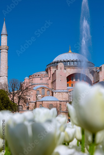 Photography Visit Istanbul concept photo. Hagia Sophia and white tulips