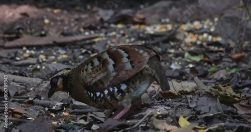 Feeding on the ground in the forest, Bar-backed Partridge Arborophila brunneopectus, Thailand photo