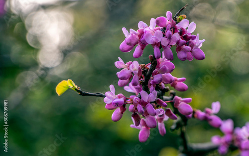 Beautiful judas tree fuchsia colored flowers with light bubbles in the background. Spring has come again.