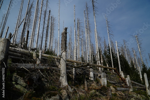 Due to climate change  drought and the immense increase in bark beetles desolated forest near Brocken mountain  Harz mountains. Dead forest  apocalypse scenario in the middle of Germany.