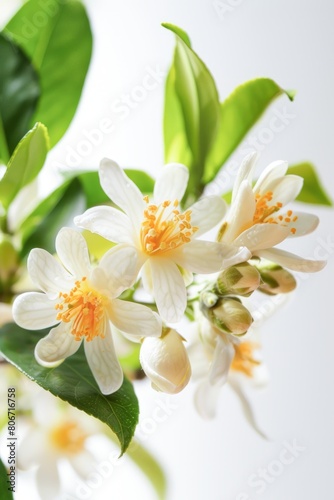 Close-Up of White and Yellow Blossoms With Green Leaves in Bright Daylight
