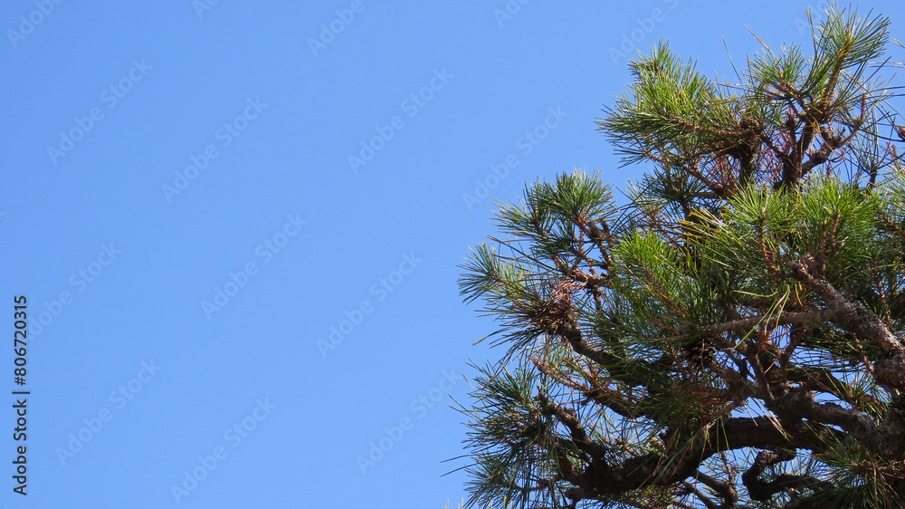 A Japanese-style black pine with an auspicious atmosphere, branches and leaves stretching powerfully into the blue sky A Japanese-style black pine with an auspicious atmosphere, branches and leaves stretching powerfully into the blue sky