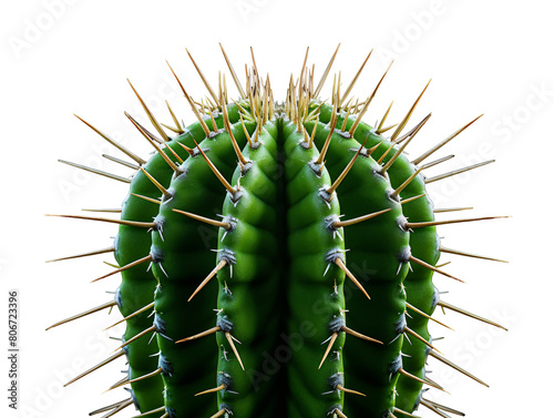 a close up of a cactus