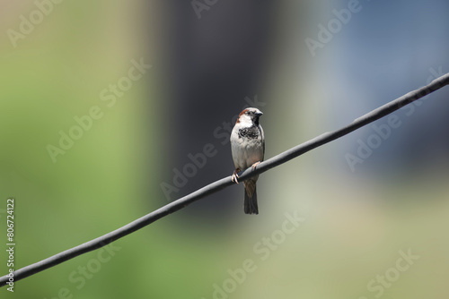 Sparrow on a branch. Bird in nature. Beautiful bird wall art photo