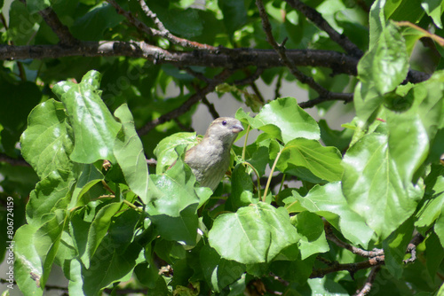 Sparrow on a branch. Bird in nature. Beautiful bird wall art photo