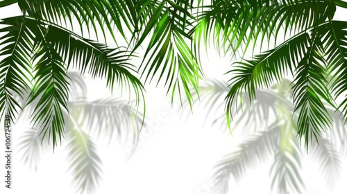 White Background With Shadow Of Tropical Palm Leaves, Cartoon Background