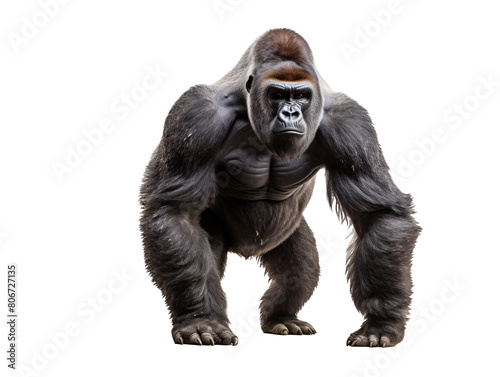 a gorilla standing on a white background